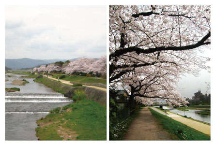 写真－春の賀茂川