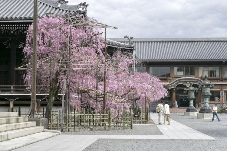 仏光寺桜.jpg