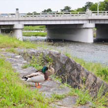 京都をまちブラしよう！ー北大路ー