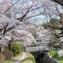 京都をまちブラしよう！ー哲学の道ー