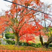 京都をまちブラしよう！特別編　ーFUNAOKAに聞きました、船岡山周辺のことー