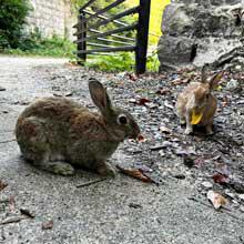 瀬戸内海の魅力発見！子連れで楽しむ動物を愛でる旅【八清の自由研究2023 その8】