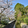 京都をまちブラしよう！ ― 南禅寺から銀閣寺へ、桜と静寂を歩く ―