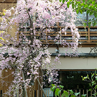 写真｜白川沿いの桜