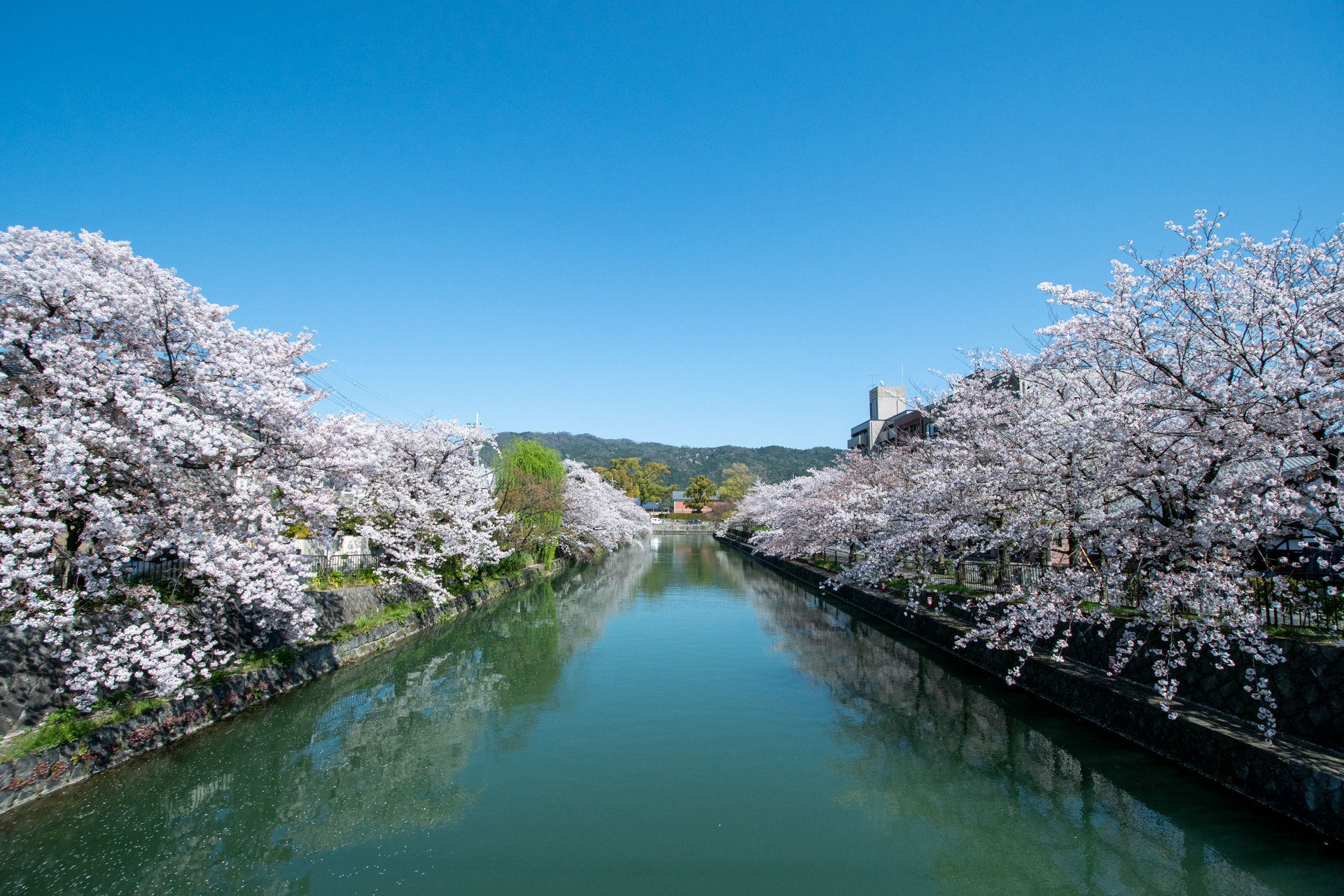 春の琵琶湖疏水の風景