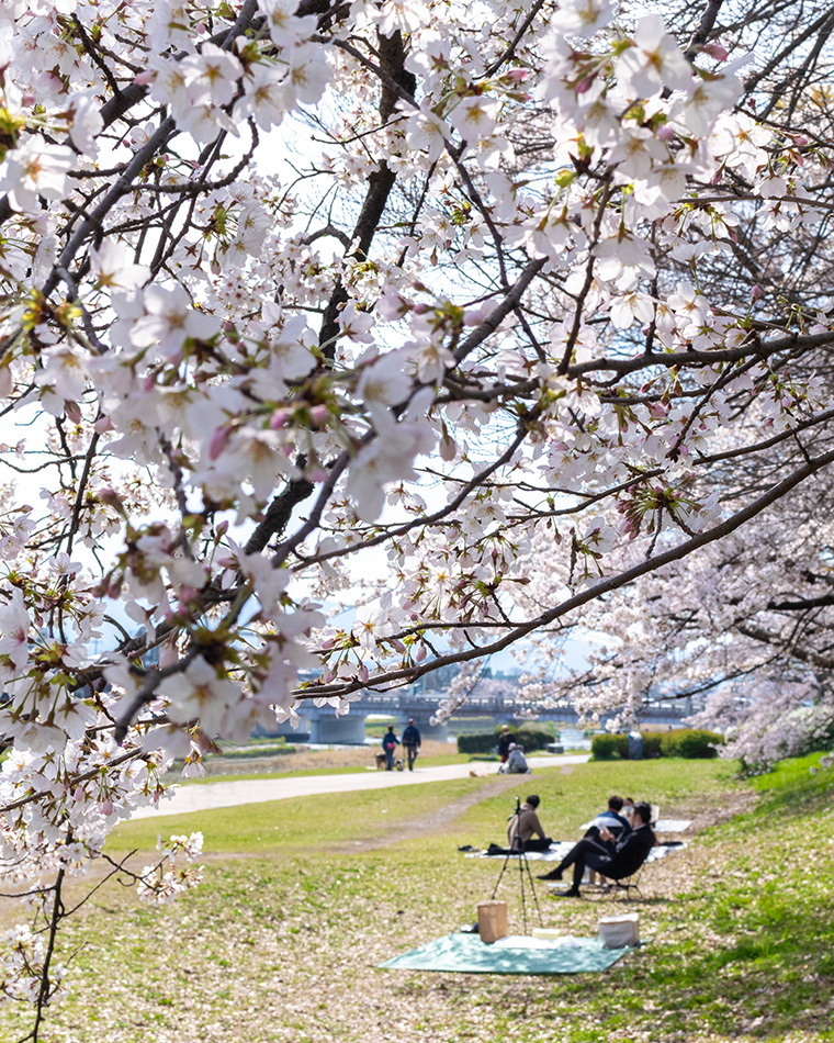 賀茂川