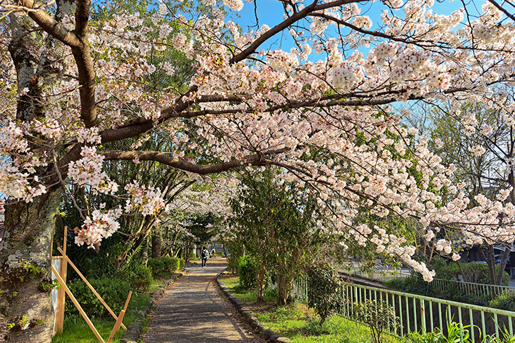 白川疏水道の写真