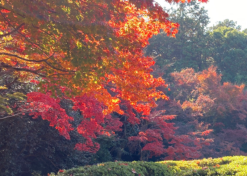 京都おすすめ日本庭園