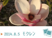 モクレン