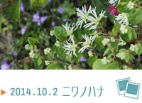 ニワノハナ