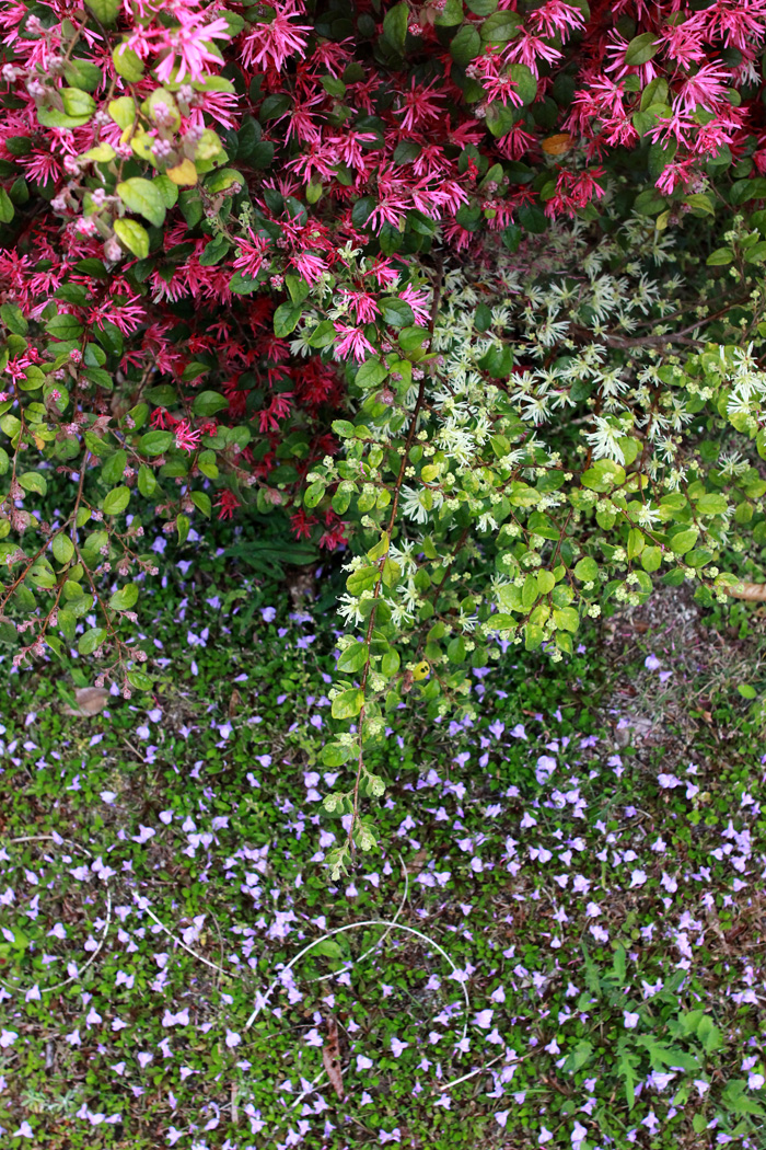 庭の花