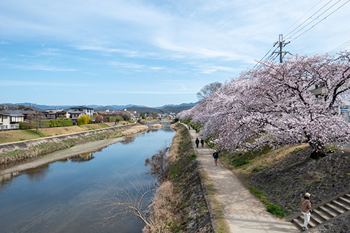 春の高野川の写真_京町家 森ヶ前 水景