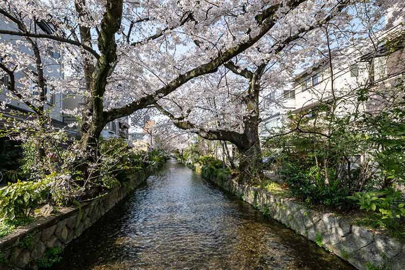 桜の季節・高瀬川