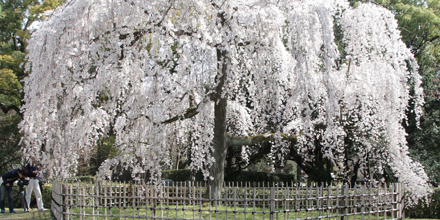 出水の桜