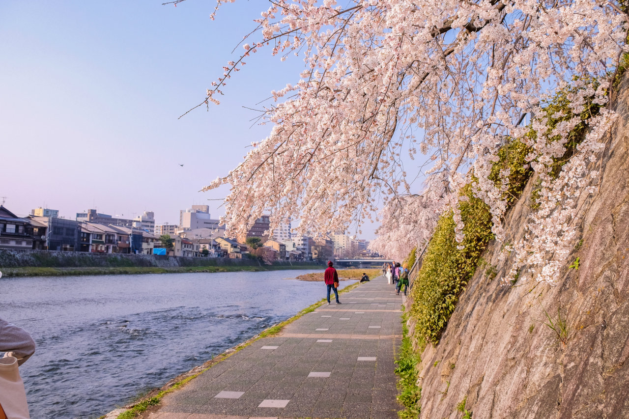 鴨川沿いの遊歩道